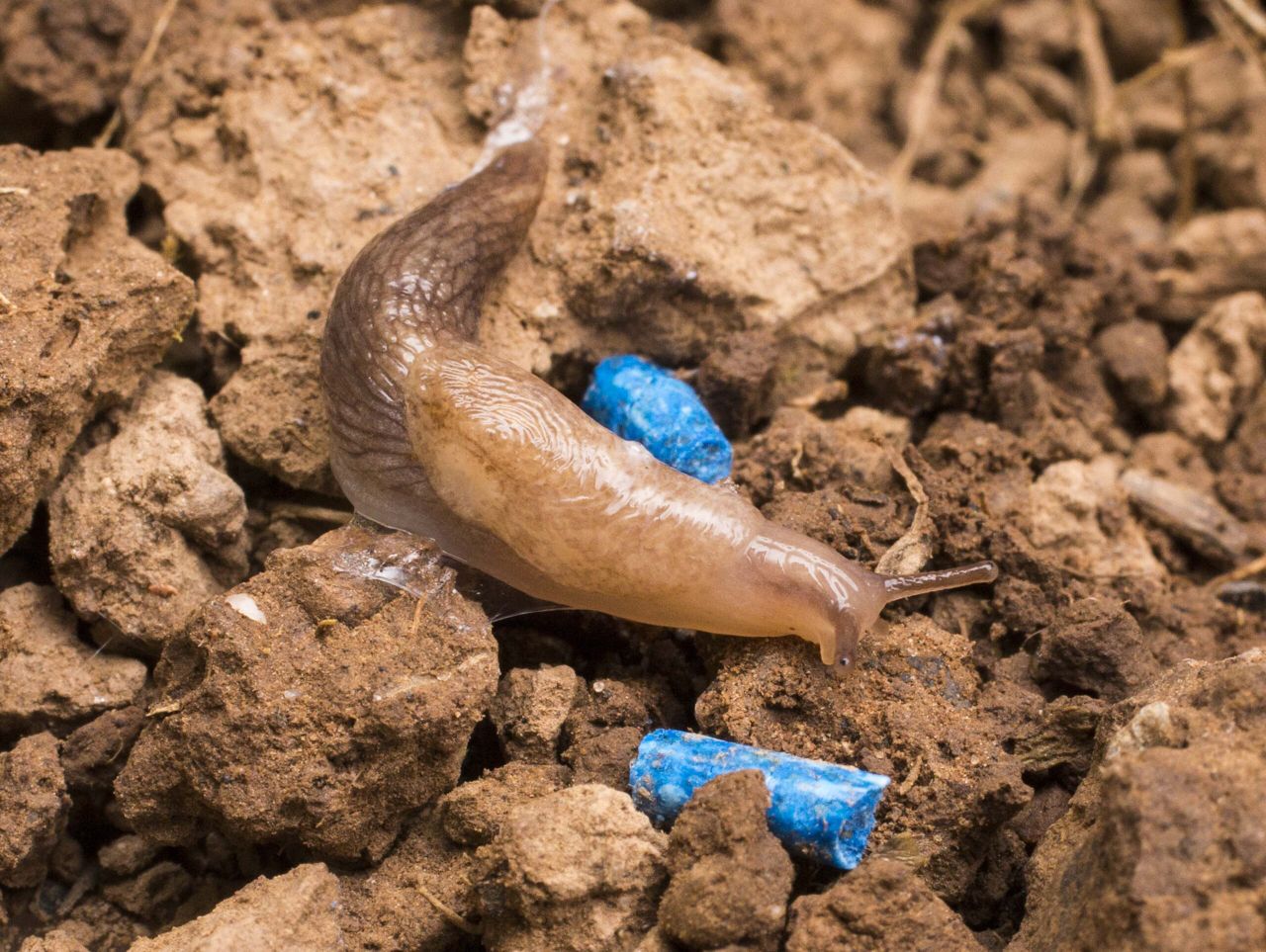'Moderate-to-high' slug pressure anticipated for the season ahead