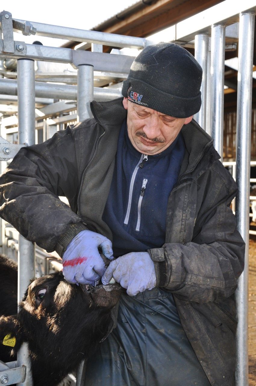 Cattle farmers urged to change lungworm approach in 2023
