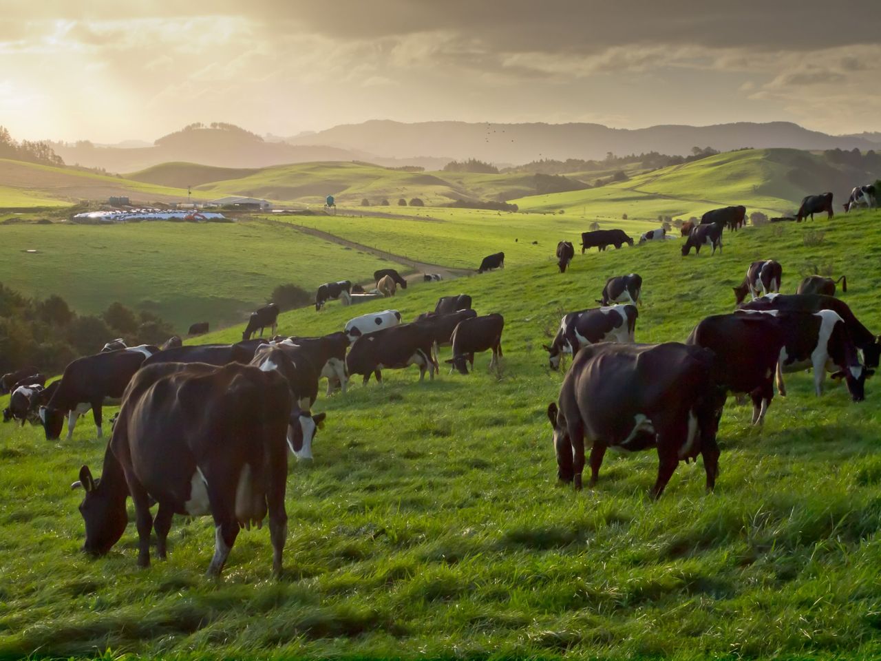Ever thought about dairy farming in New Zealand?