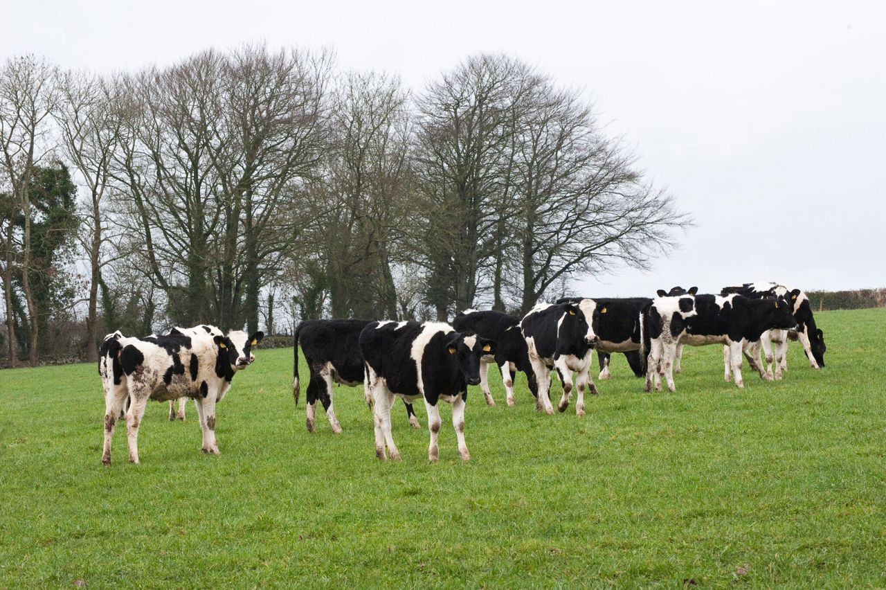 The grass is no longer greener on the agri side of the fence in Northern Ireland