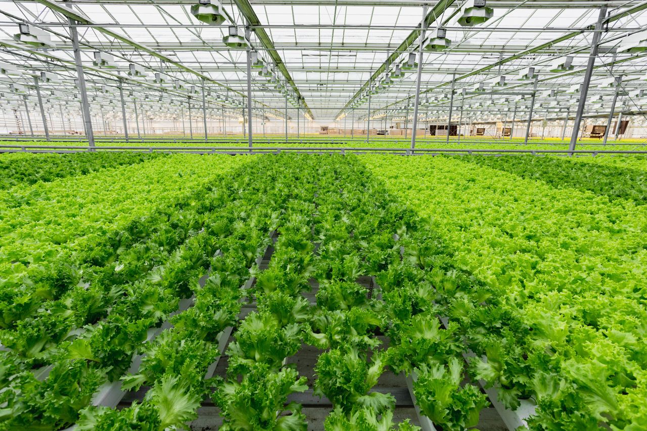 NFU launches growth strategy for UK horticulture sector