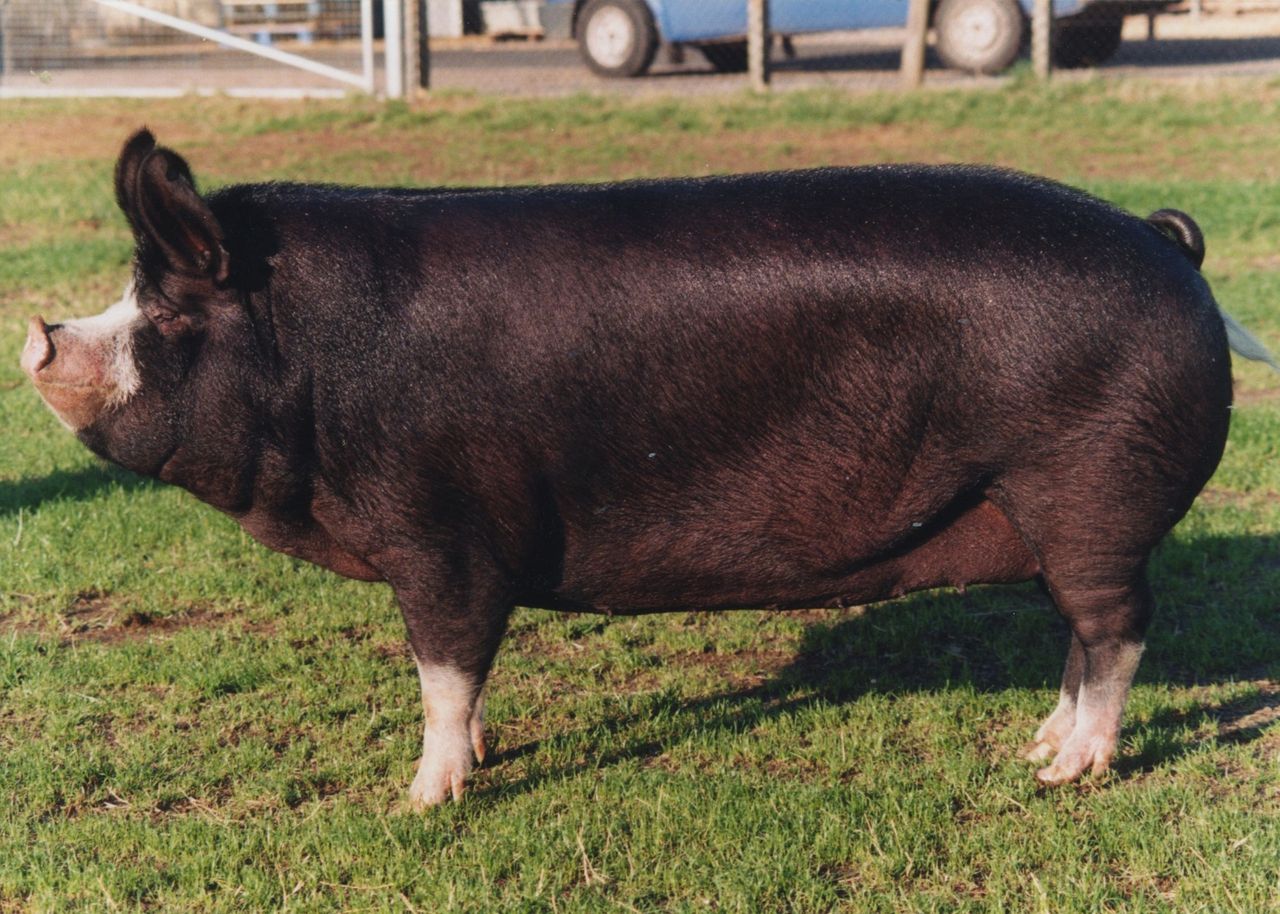 RBST has 'increasing concerns' for rare native pig and poultry breeds