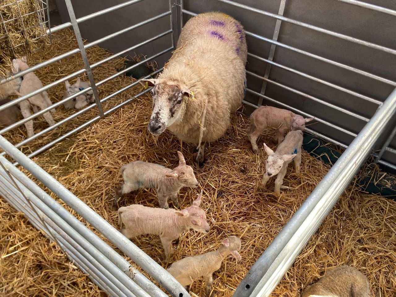 ‘One-in-a-million’ quintuplet lambs born on Cavan farm