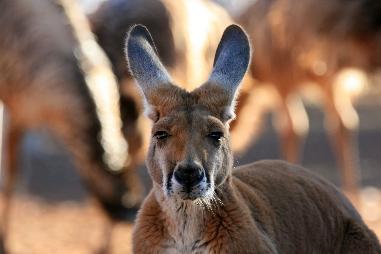 Why is kangaroo meat being banned in Belgium?