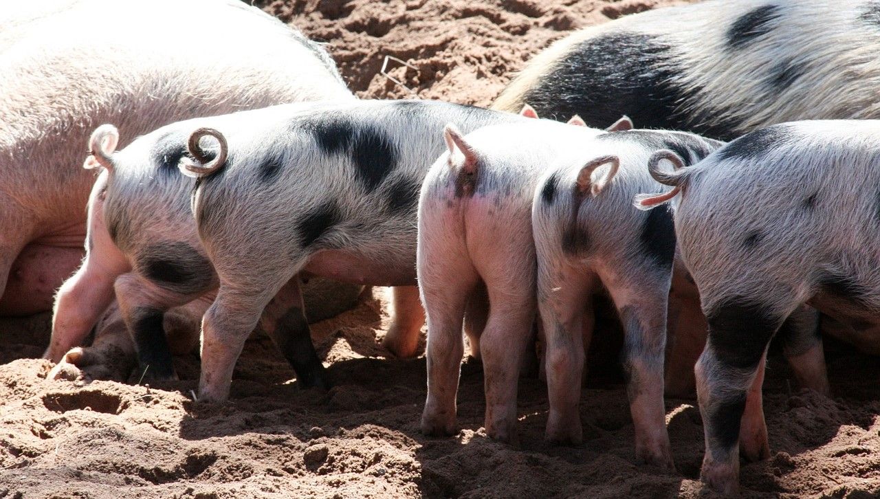 British pig industry antibiotic results show further reduction