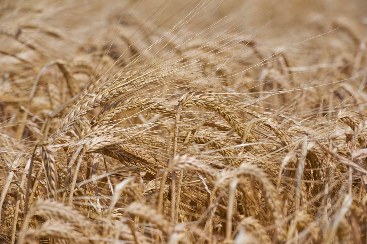Survey reveals mixed picture of Scotland's 2023 harvest