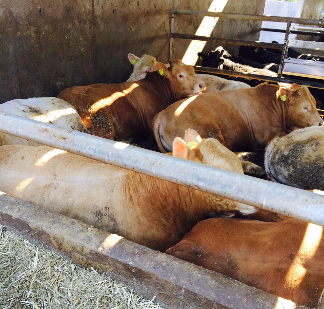 Up to 16c/kg difference in the beef price quoted and paid in Northern Ireland