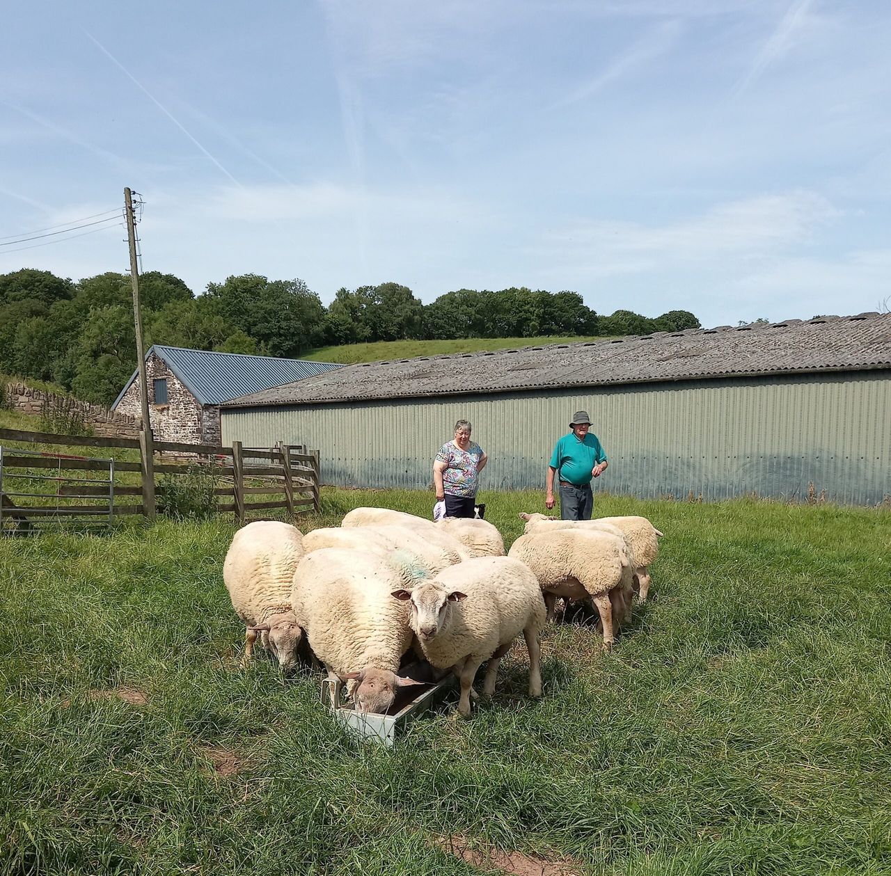 Wales and Border Ram sale to feature pedigree Charollais ewes