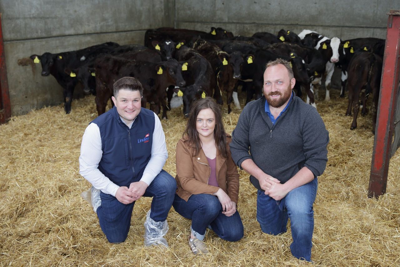 ABP to further develop NI integrated dairy calf-to-beef system