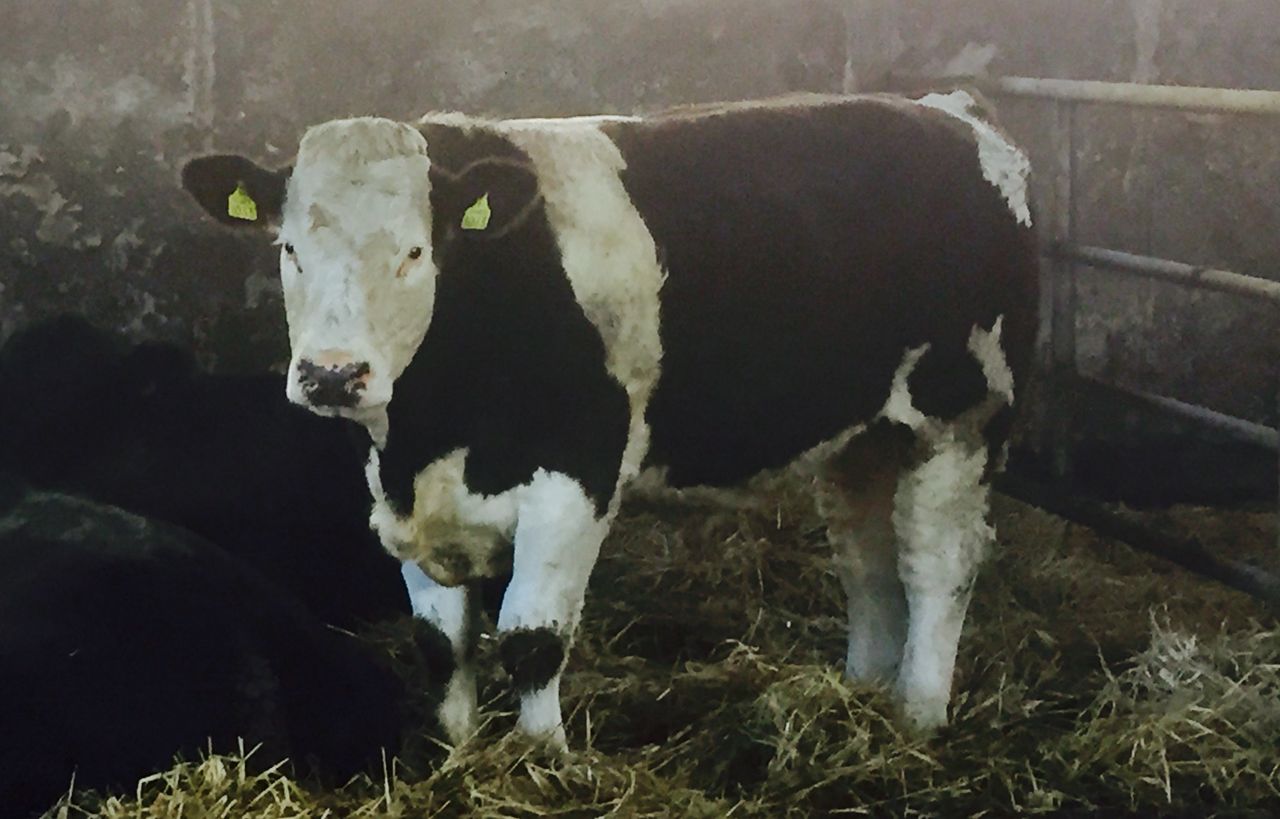 Farmers to face difficulty getting cattle slaughtered next week