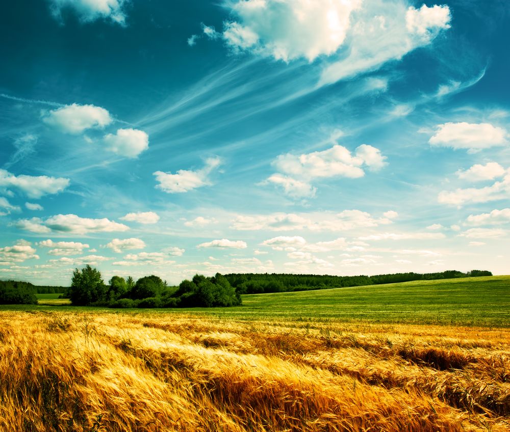The Commission should not renew glyphosate authorisation - MEPs
