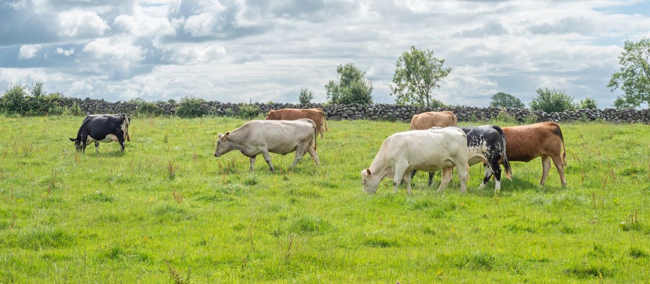 DAERA publishes data on farm performance in NI
