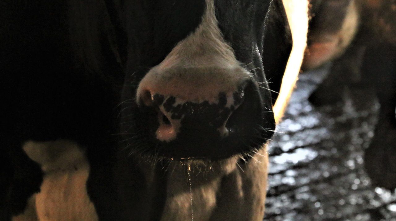 Suspected water poisoning kills 55 cows on Leicestershire farm