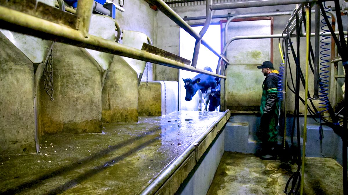 Dairy farm profits double but input costs remain a concern