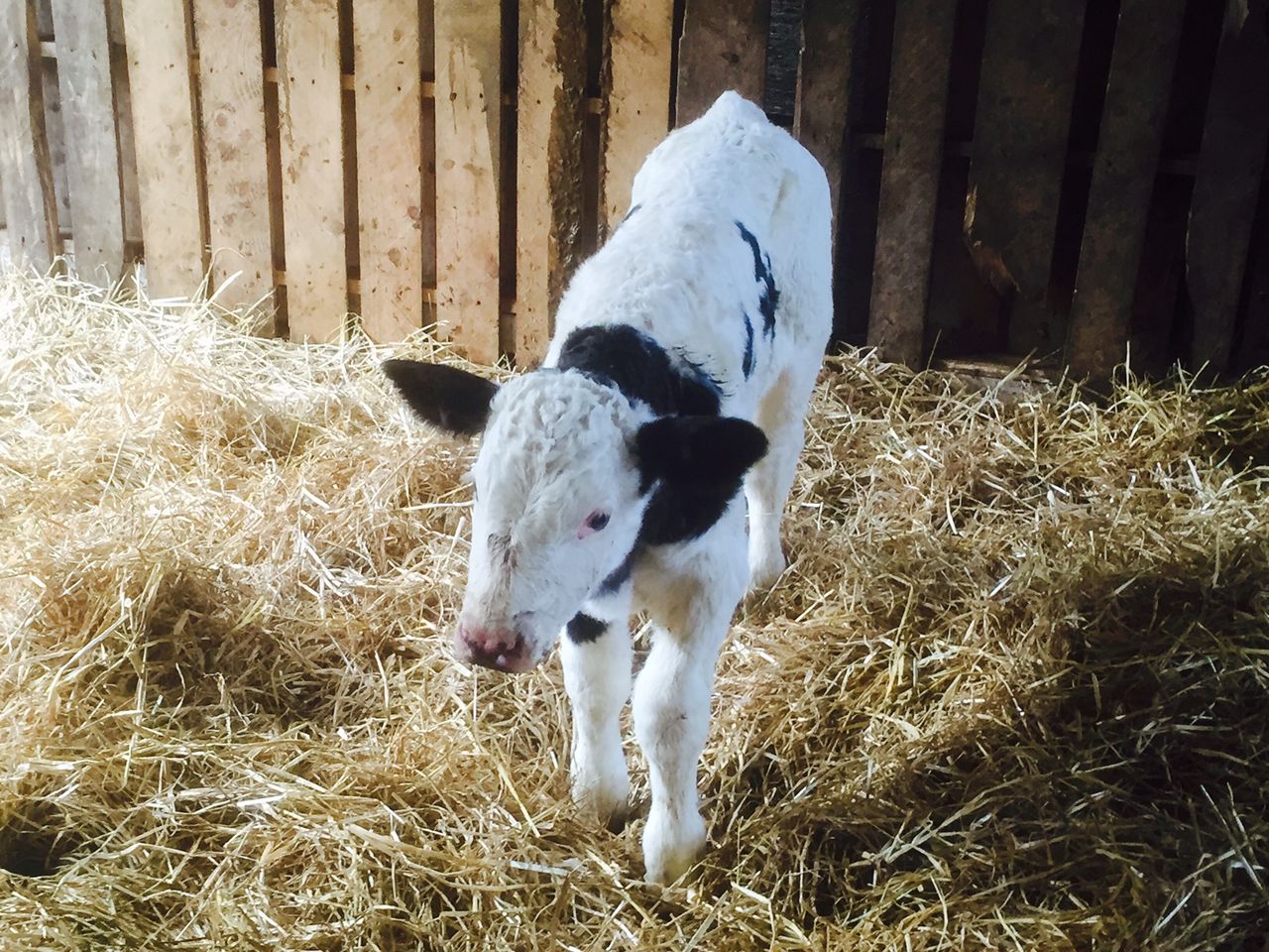 9 ways to minimise the risk of Johne's Disease on your farm