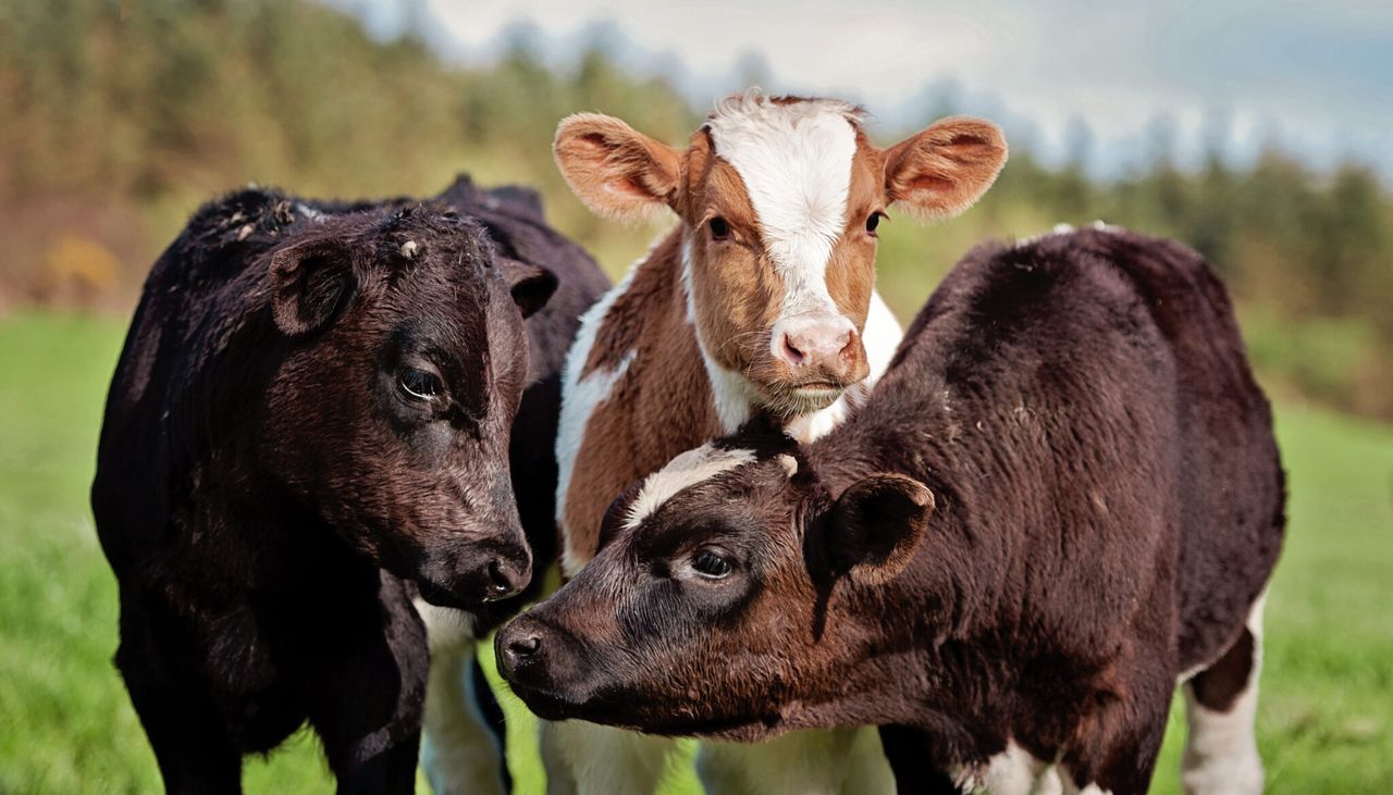 Breeding goals: ‘There’s no point breeding a 12,000L cow if she’ll not last’