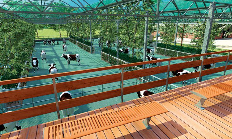Pics: 40 cows set to board Dutch 'Floating Farm'