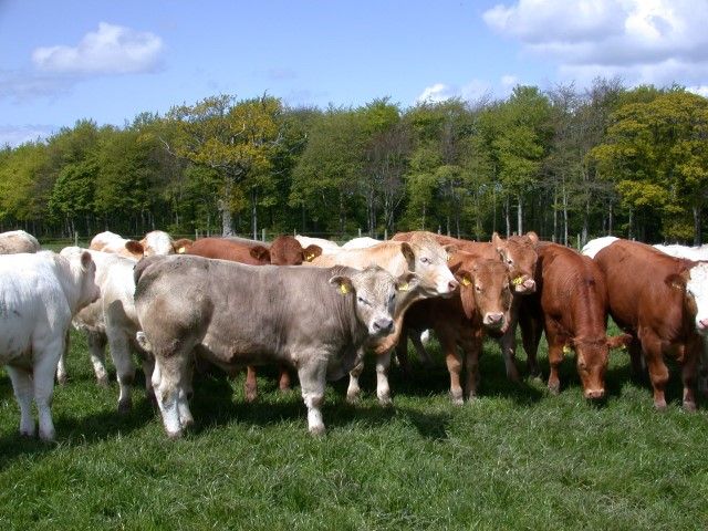 46% drop in young bull kill week year on year