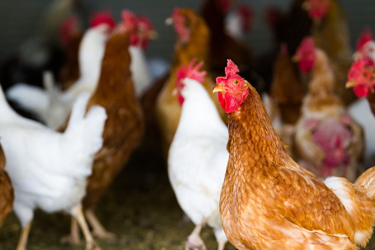 Global poultry market ‘poised for continued strength’ but bird flu a concern