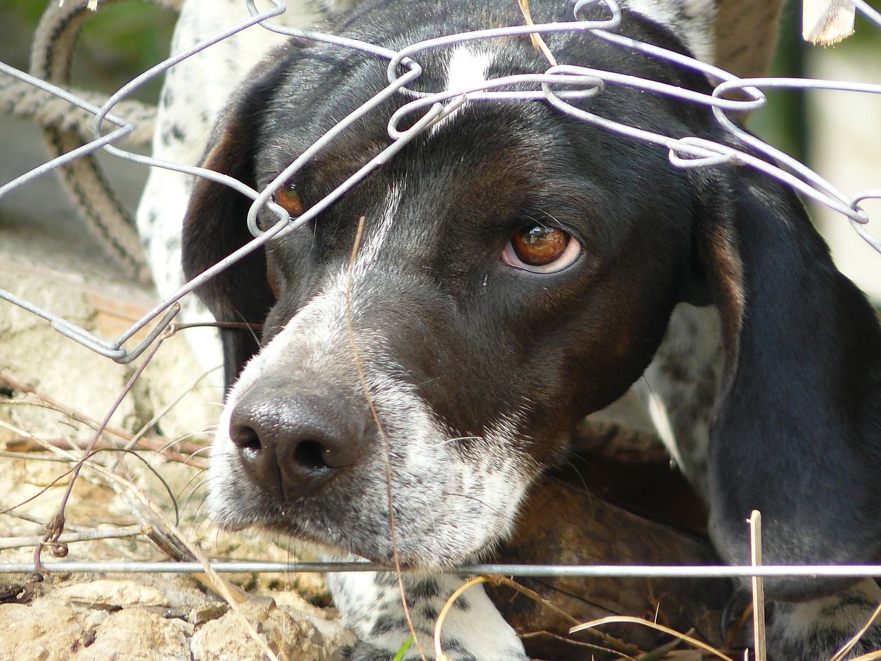NFUS urges dog owners to act responsibly around livestock this Easter