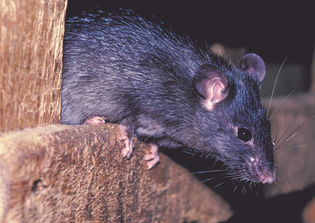 Resistant ‘super rats’ are breeding in the UK