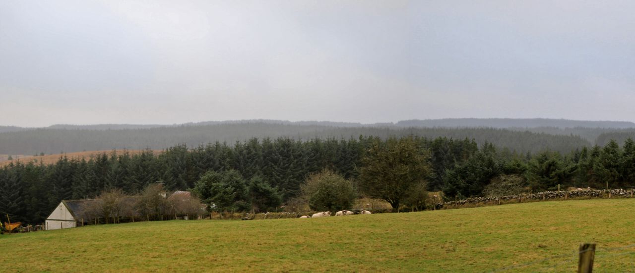 NI farming community urged to have their say on future forest plans