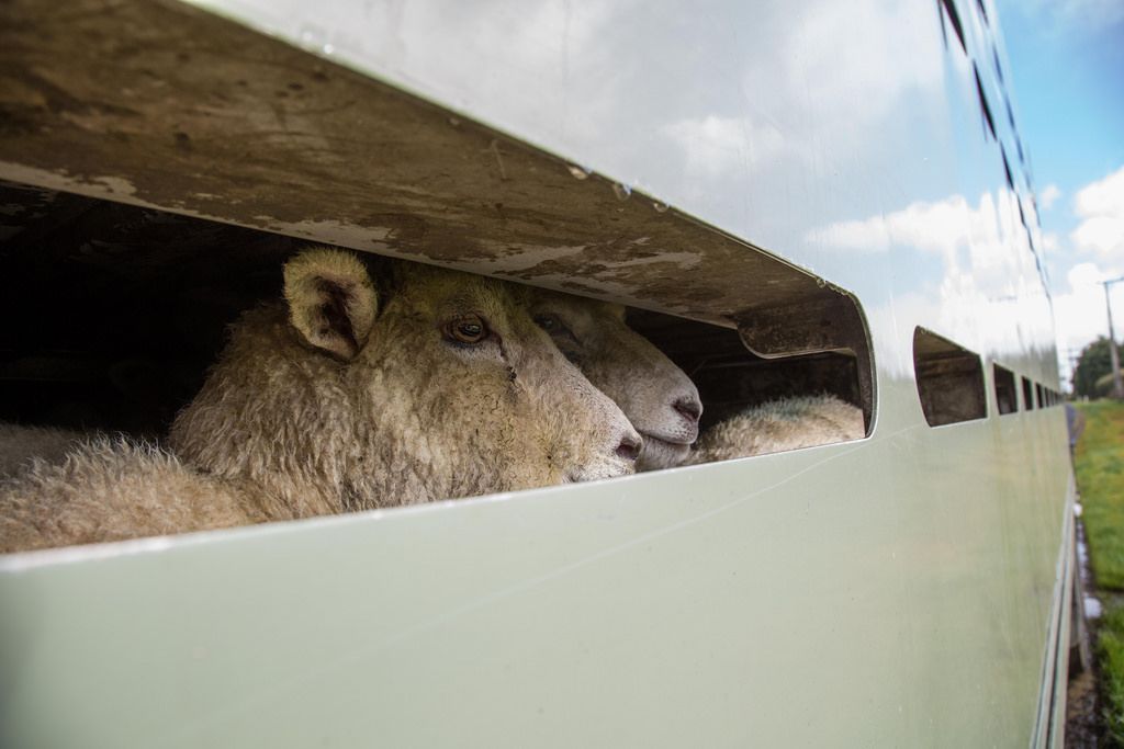 Increased lamb supply impacts prime sheep market prices