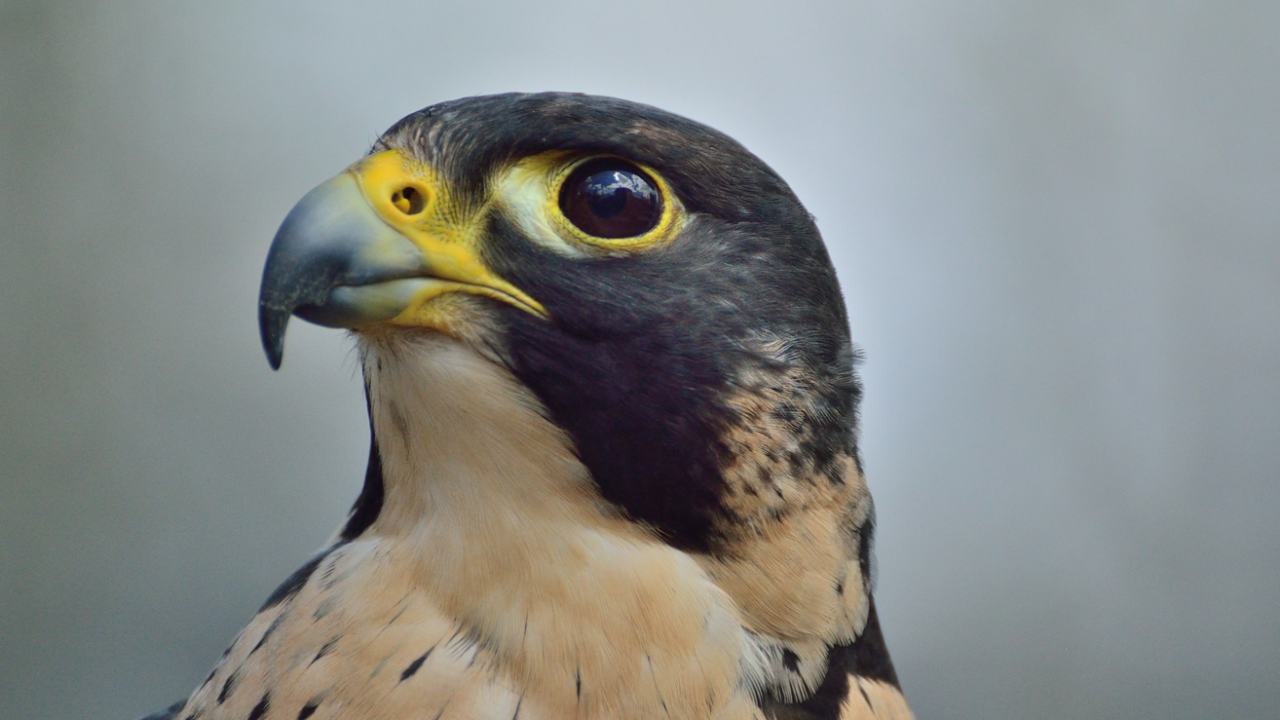 Highly pathogenic bird flu confirmed in wild bird in Ireland