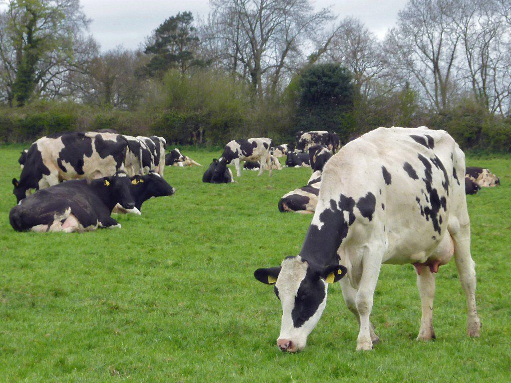 Know the symptoms of heat stress in your cattle?