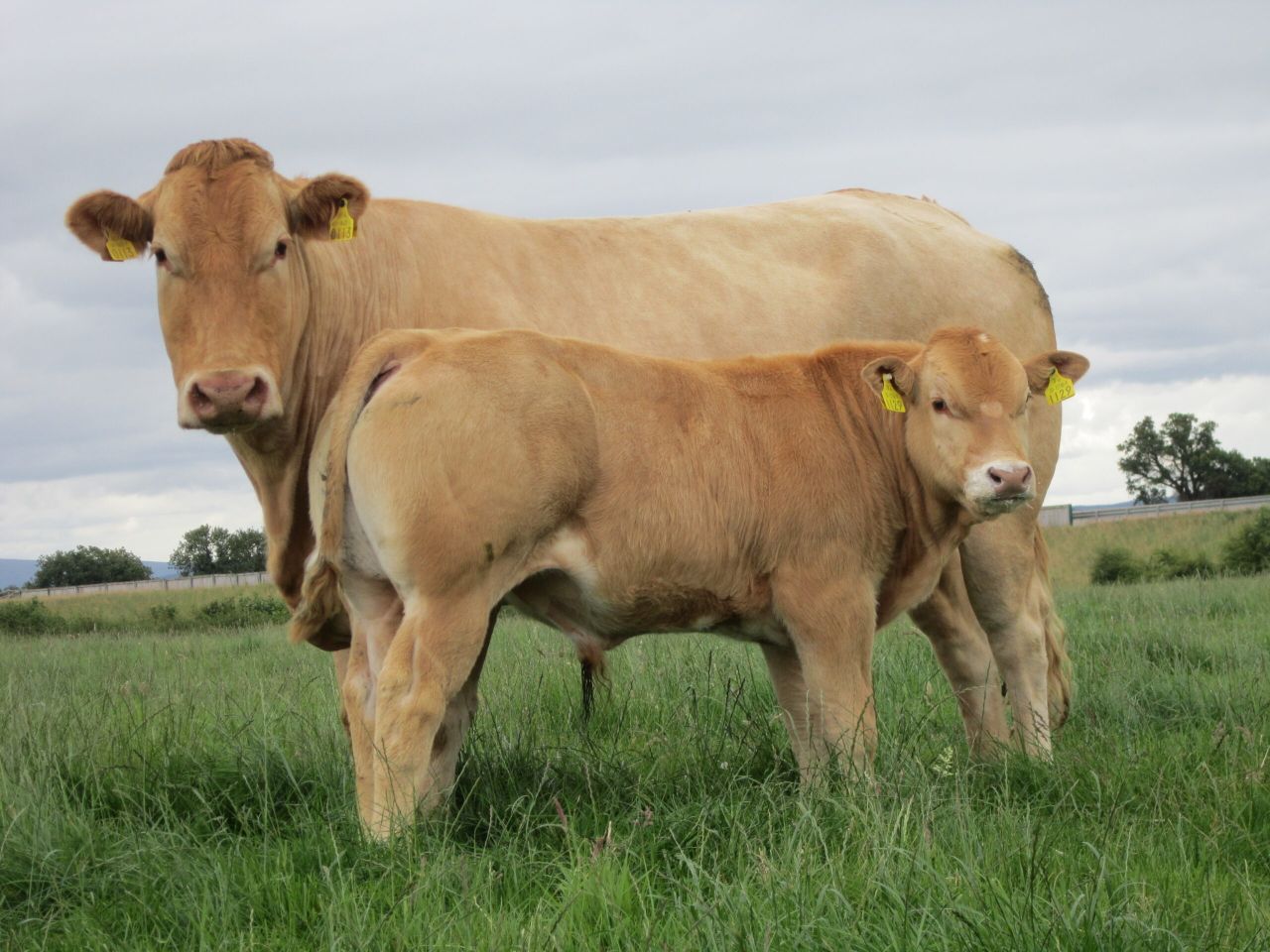 LMC: NI calf registrations to sucklers down over 2,000 in 2019