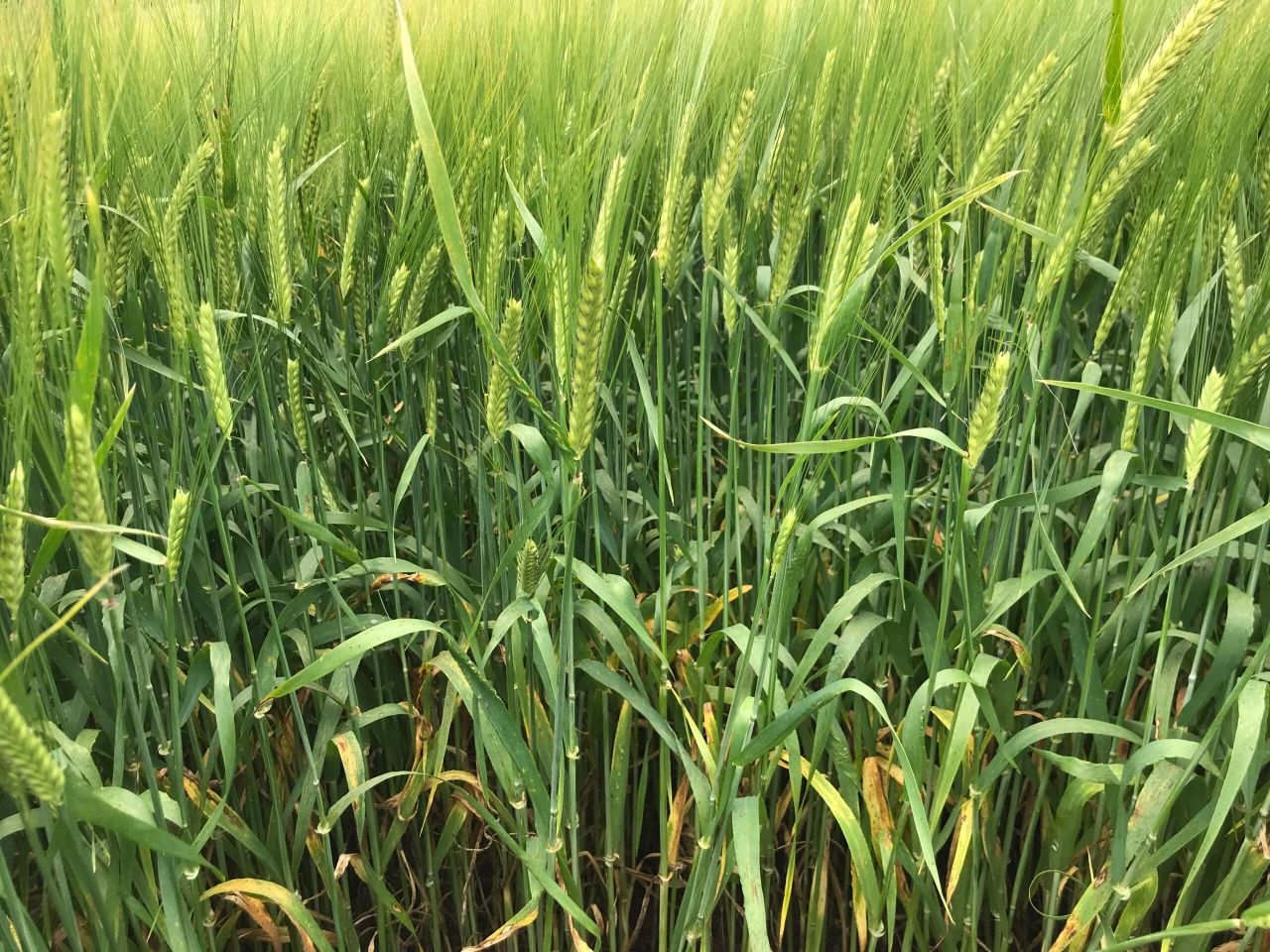 NI cereal crops ahead of normal for time of year