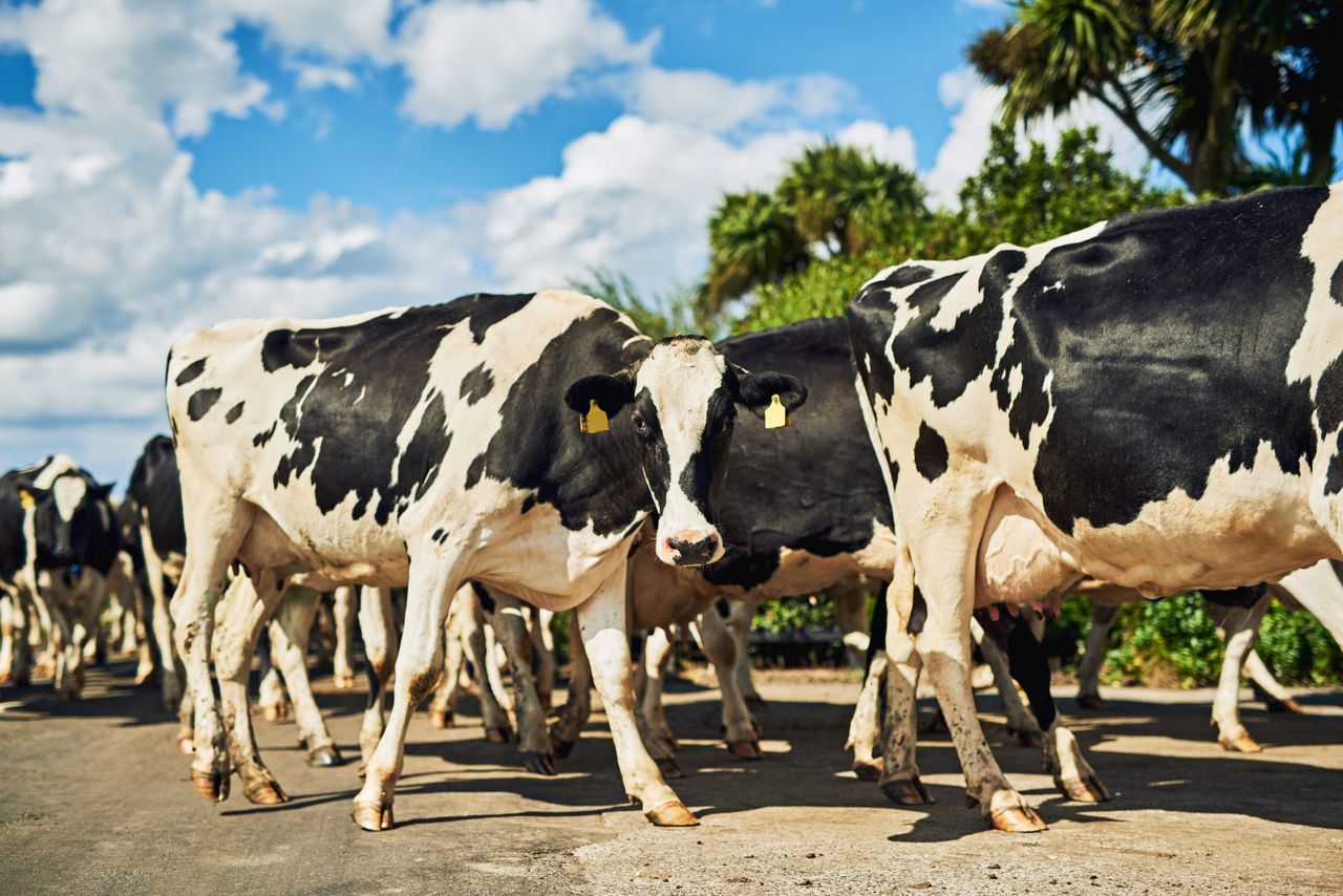 Dairy advice: Controlling Johne’s disease this summer
