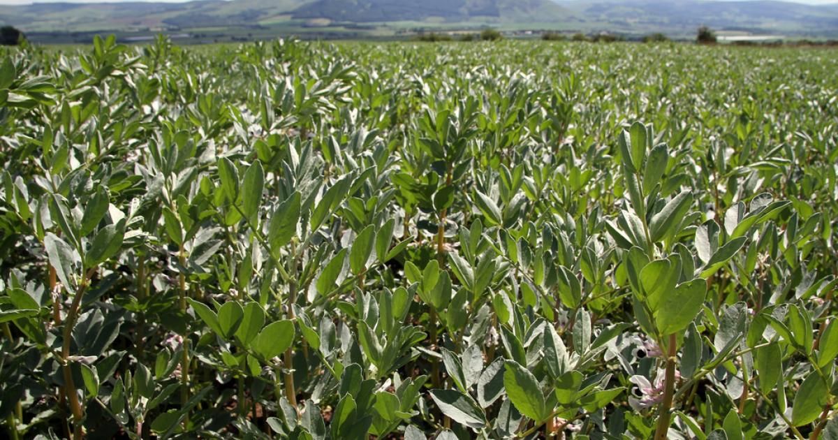 Webinar to explore practicalities of protein crops for NI dairy sector