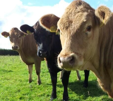 NI/ROI beef price differential halves