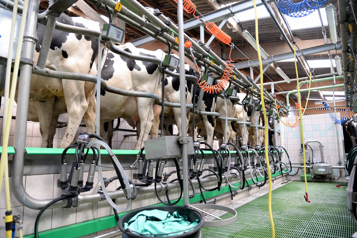 10 in 7 milking: A labour-saving option or will it impact on milk?