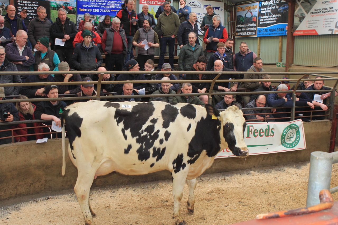 Top price of £5,150 at dairy sale in Kilrea Mart