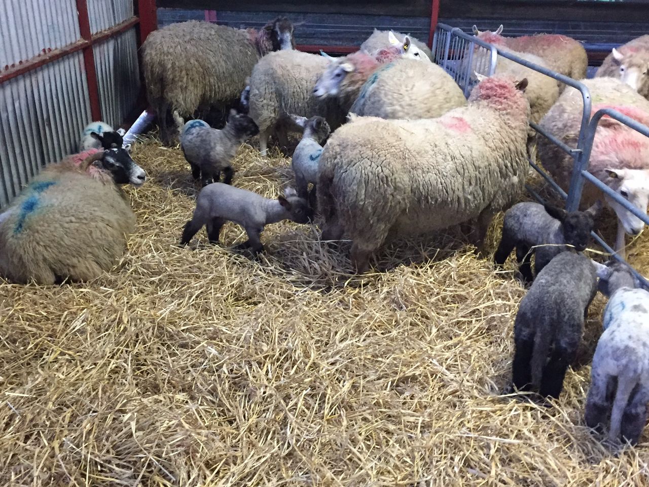 Pregnant women advised to avoid animals that are lambing or calving