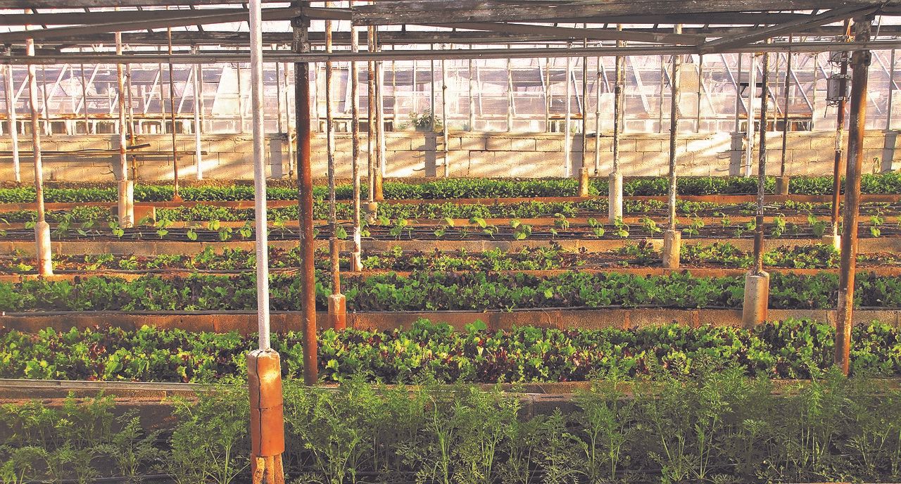 £1.2 million research project to breed disease and weather resilient crops