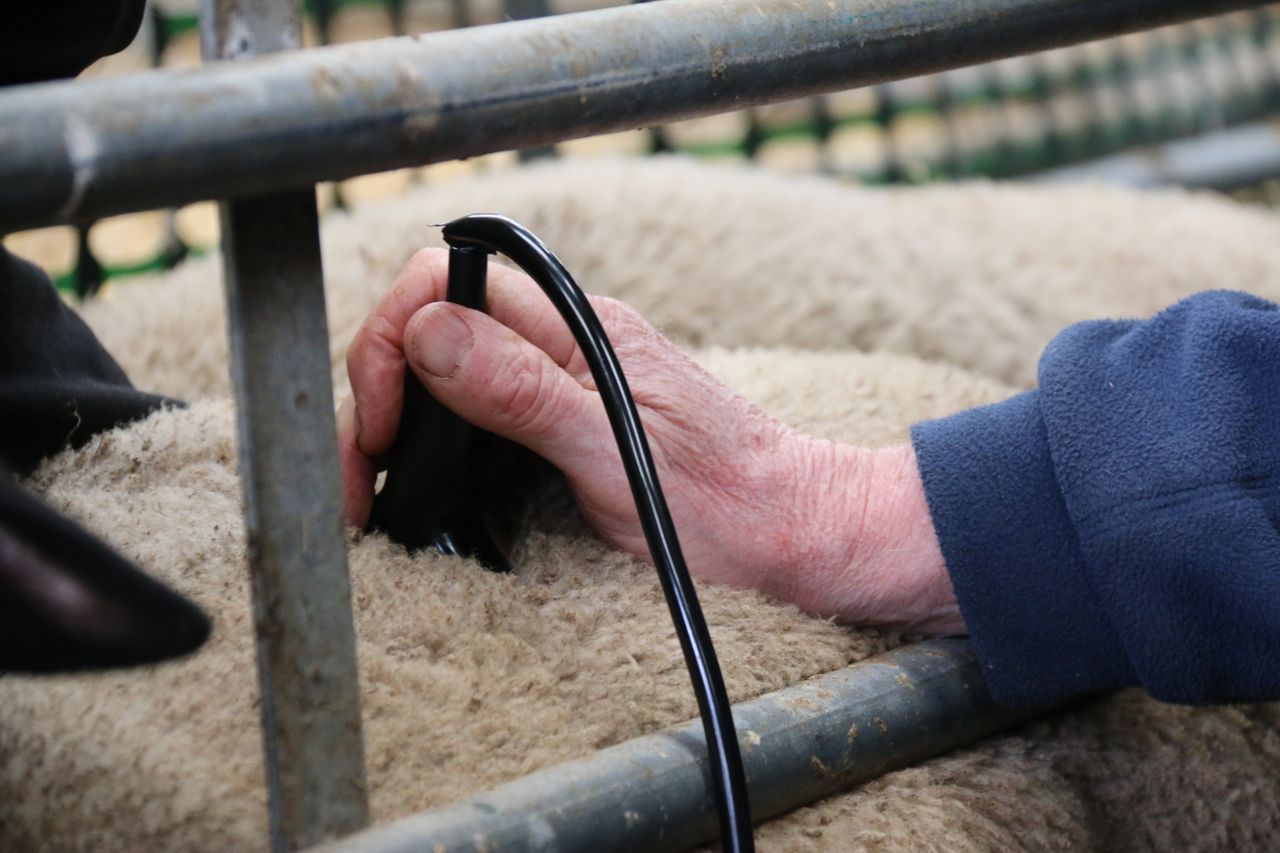 Performance recording linked with lower emission flocks