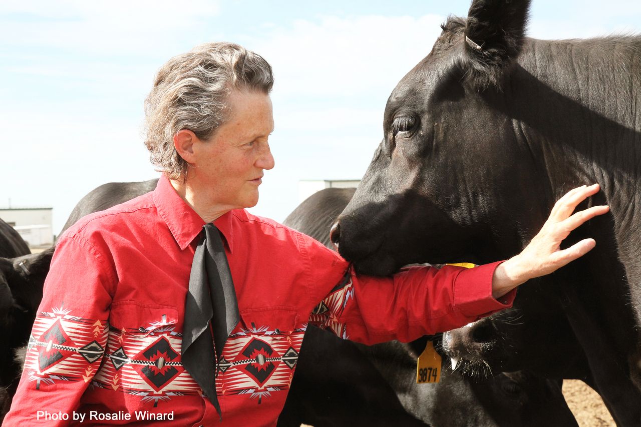 Temple Grandin to headline BVA Congress