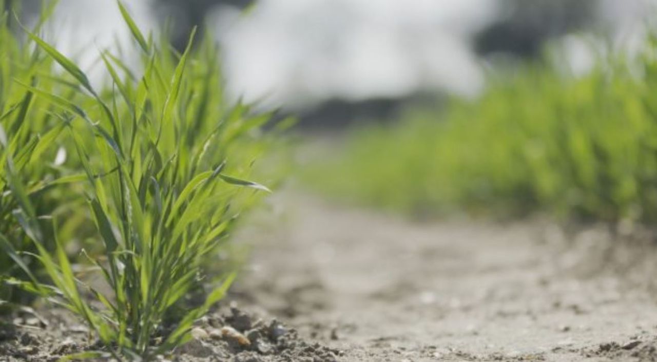 Surprise findings turn up the temperature on the study of vernalisation