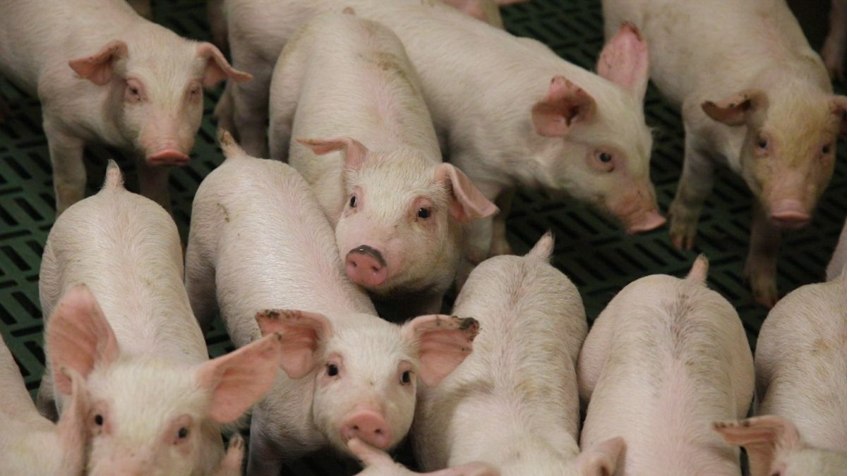 Danish Pig Genetics develops genomic evaluation system for breeding