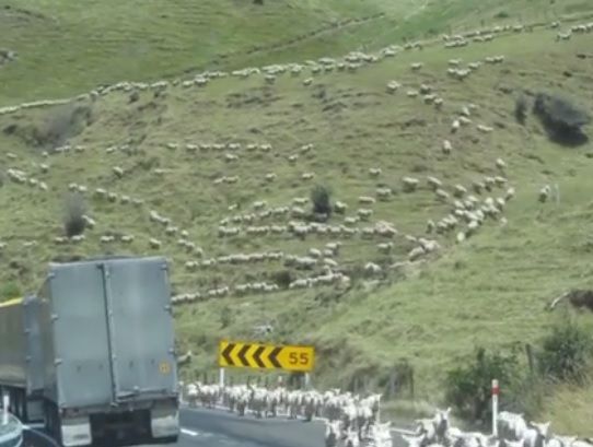 Video: Hundreds of sheep 'lamp-pede' down mountainside