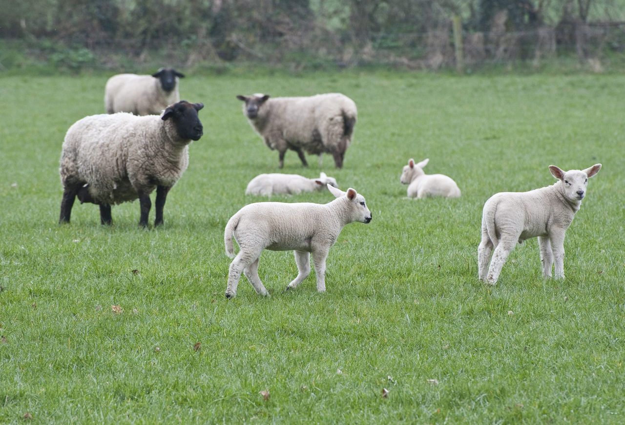 SCOPS relaunches 'invaluable' parasite forecasting tool