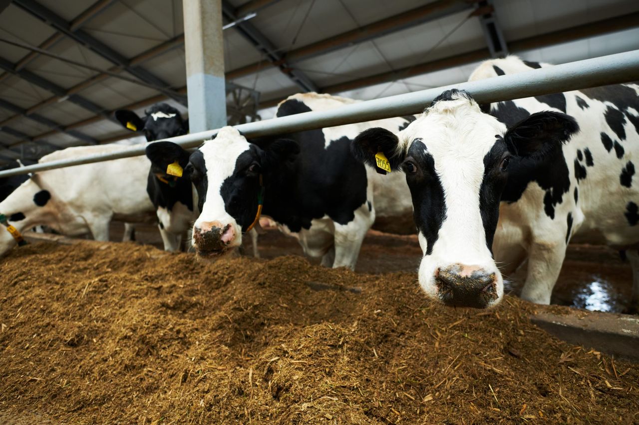 Trial: Feed by-products can be used to boost early lactation milk yields