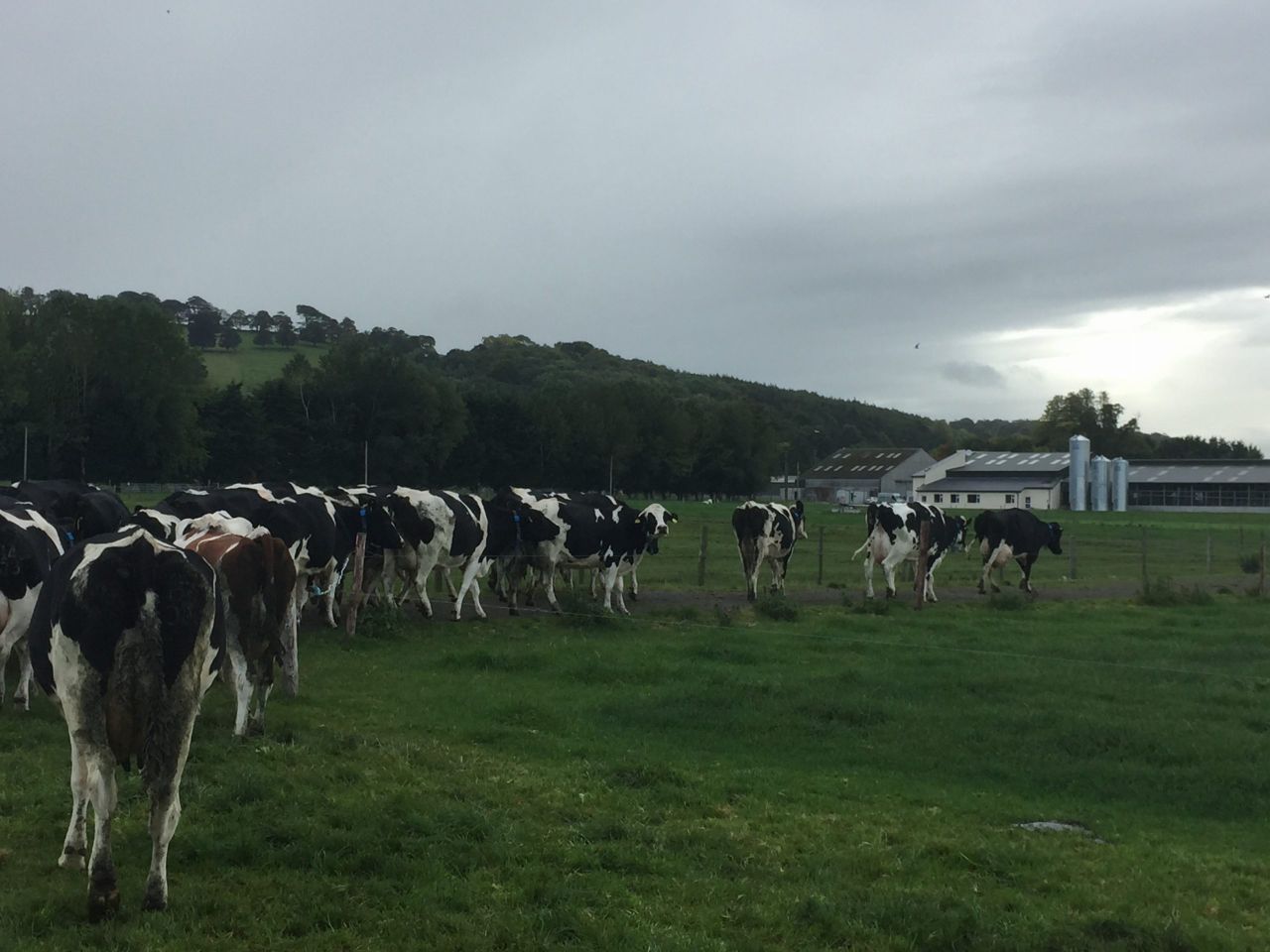 Robotic milking: What's more important time or money?