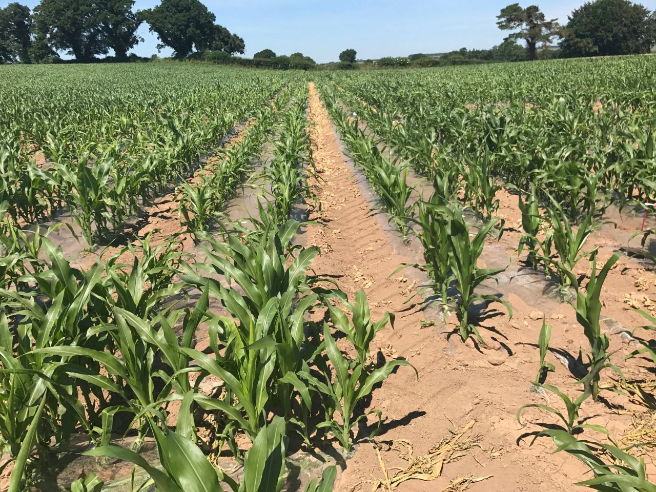 Nutritional requirements of maize crops