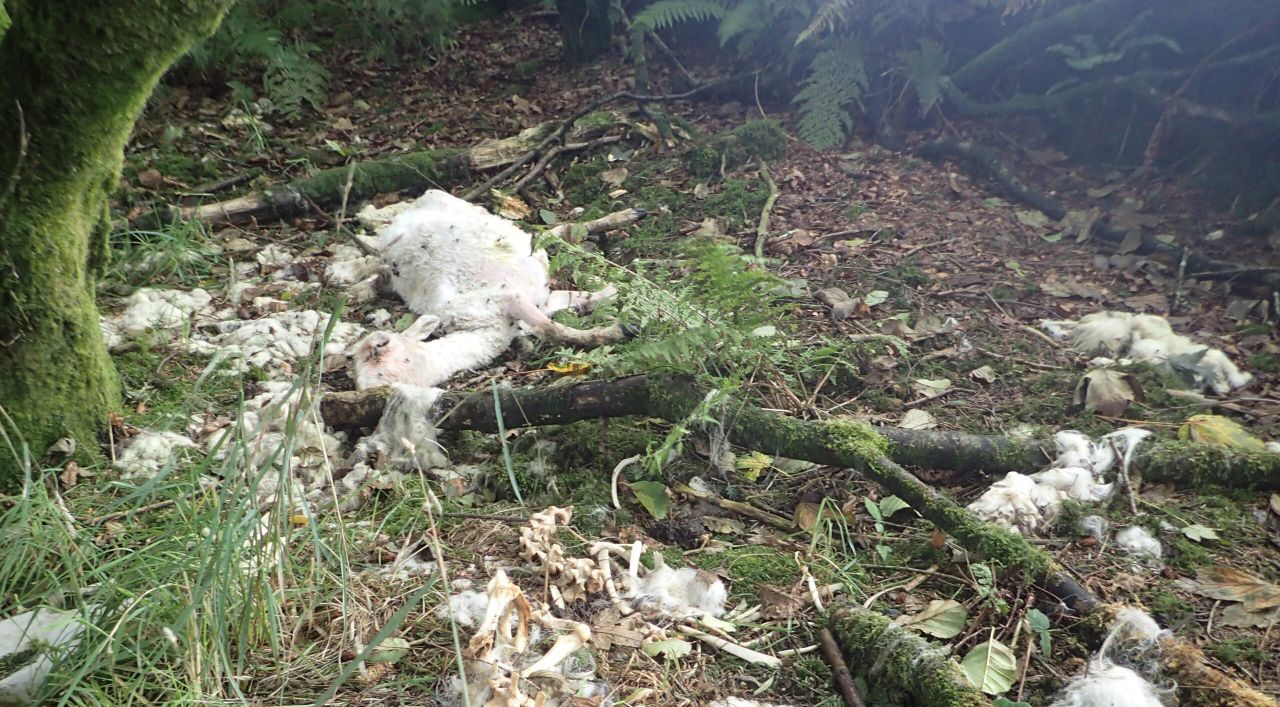 30 sheep illegally dumped at Cornwall reservoir