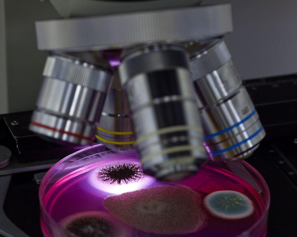 Horse DNA detected in meat pie from Latvia