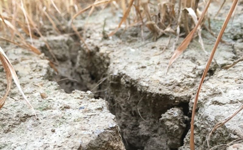 Impact of 2018 summer heatwave to be felt for ‘months to come’